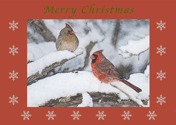 Cardinal Poster featuring the photograph Merry Christmas Pair of Cardinals by Michael Peychich