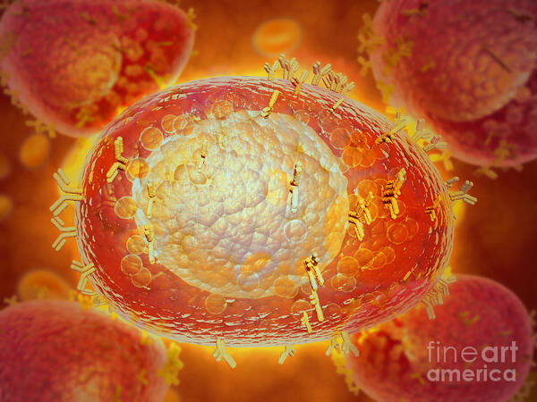 Detail Poster featuring the digital art Microscopic View Of A Mast Cell Found by Stocktrek Images