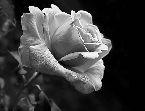 Rose Poster featuring the photograph Midnight Rose in Black and White by Jennie Marie Schell