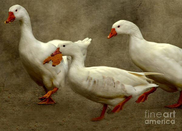 Alylesbury Duck Poster featuring the photograph Mine by Linsey Williams