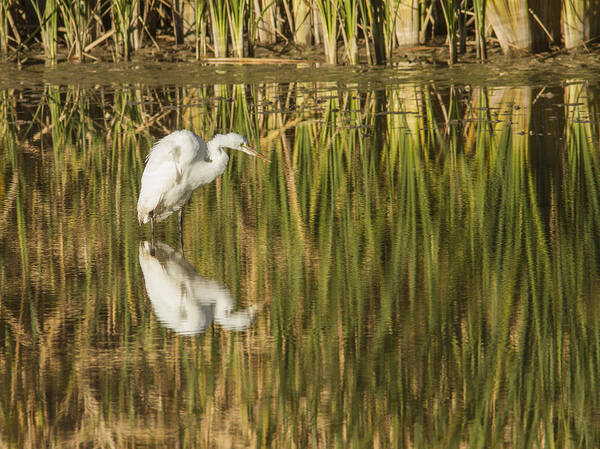 Heron Poster featuring the photograph Mirrored White Egret by Jean Noren
