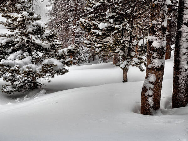 Nature Poster featuring the photograph Morning Drifts by Steven Reed