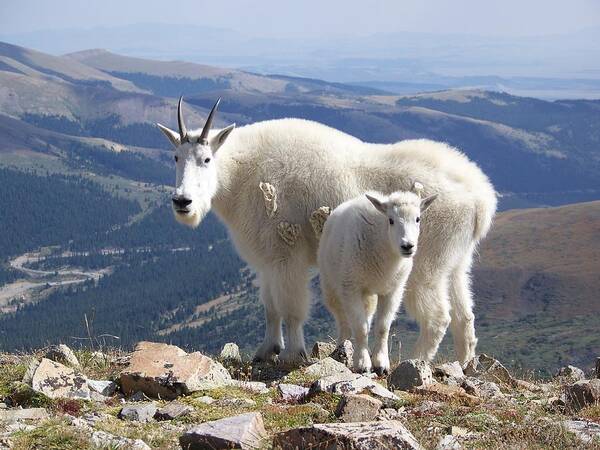Mountain Poster featuring the photograph Mountain Goats - Quandary Peak by Aaron Spong