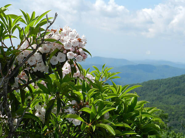 Mountain Laurel Poster featuring the photograph Mountain Laurel by Deborah Ferree