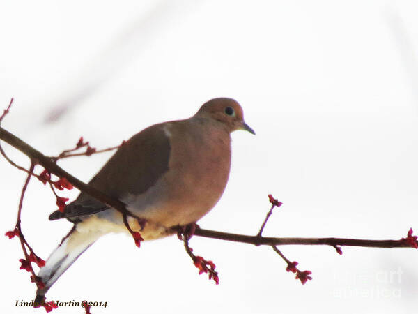 Dove Poster featuring the photograph Mourning Dove in Snow Glow by Linda L Martin