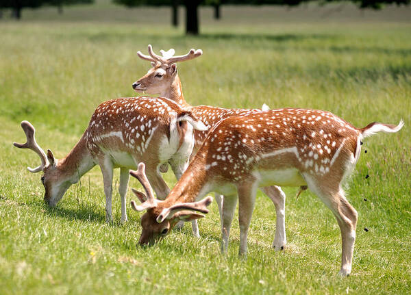 Deer Poster featuring the photograph Multitasking Deer in Richmond Park by Rona Black