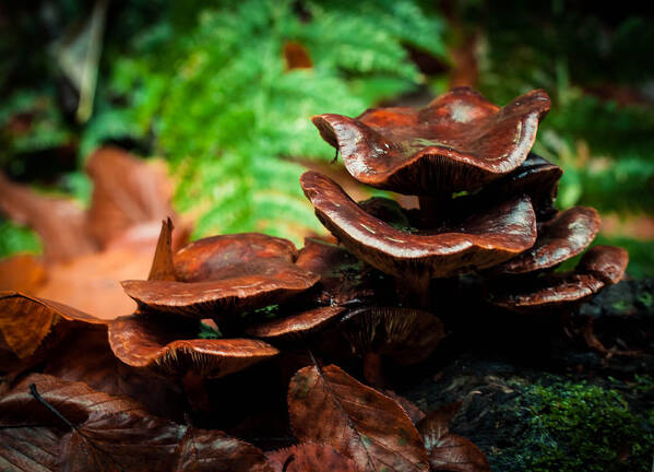 Nature Poster featuring the photograph Mushroom Family Portrait by Haren Images- Kriss Haren