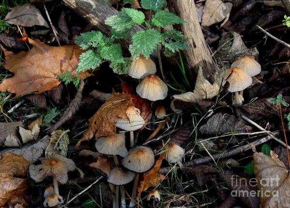 Mushrooms Poster featuring the photograph Mushrooms In Forest4 by Susanne Baumann