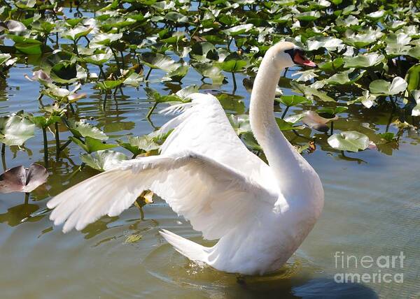 Swan Poster featuring the photograph Mute Swan Wings by Carol Groenen