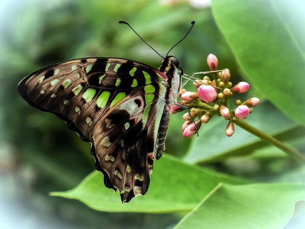 Green Butterflies Poster featuring the photograph My Fair Lady by Karen Wiles
