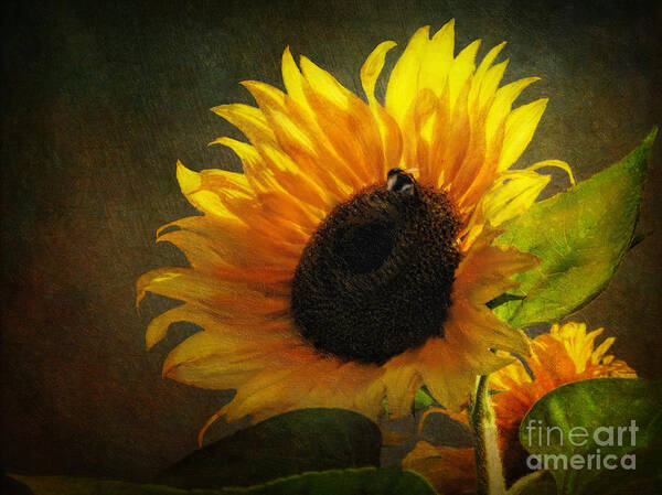 Sunflower Poster featuring the digital art ...My Only Sunshine by Lianne Schneider