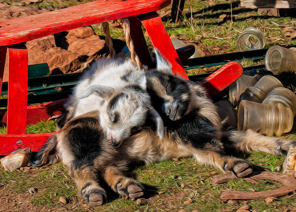Baby Goats Poster featuring the photograph Napping with a Friend by Kathleen Bishop