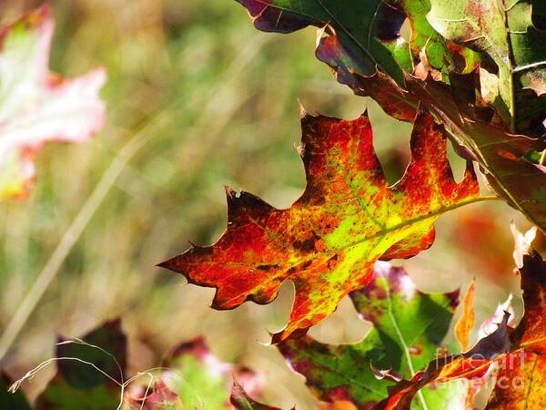 Leaf Poster featuring the photograph Natural Color by Rrrose Pix