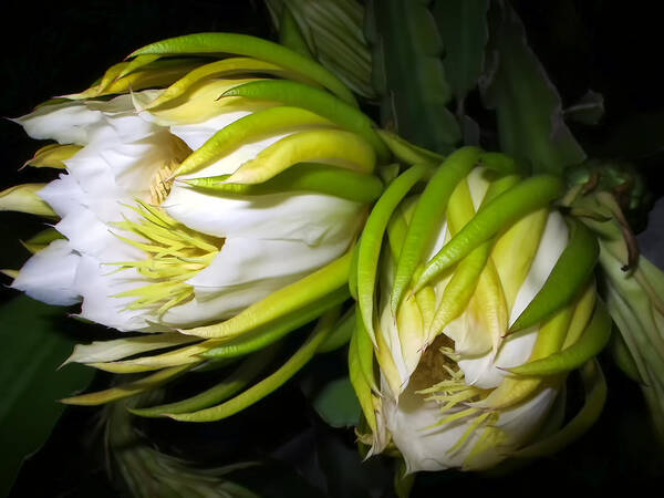 Flower Poster featuring the photograph Night Blooming Cereus 31 by Dawn Eshelman