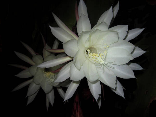  Poster featuring the photograph Night-Blooming Cereus by Steve Fields