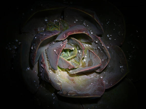 Succulent Poster featuring the photograph Nocturnal Diamonds by Evelyn Tambour