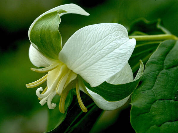 Trillium Poster featuring the photograph Nodding Trillium by Jim Zablotny