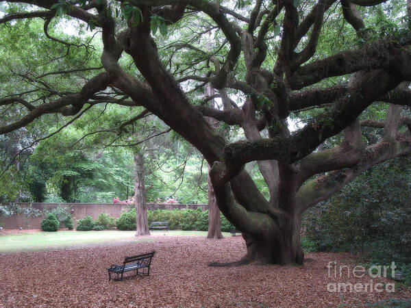 Aiken Poster featuring the photograph Oak Trees - Hopeland Gardens - Aiken South Carolina by Kathy Fornal