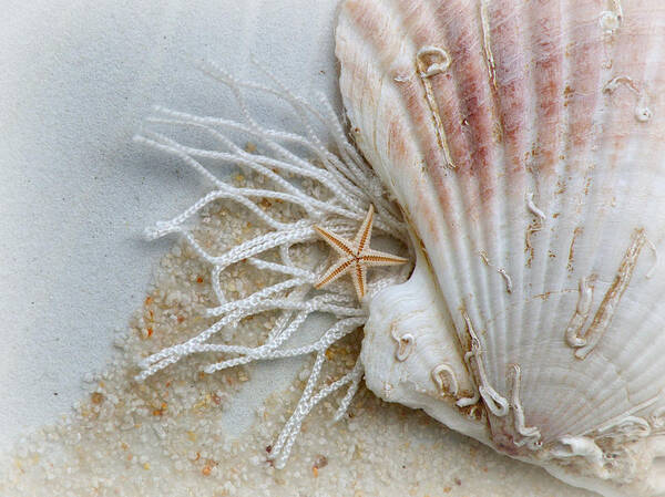 Ocean Poster featuring the photograph Ocean Treasures by Micki Findlay