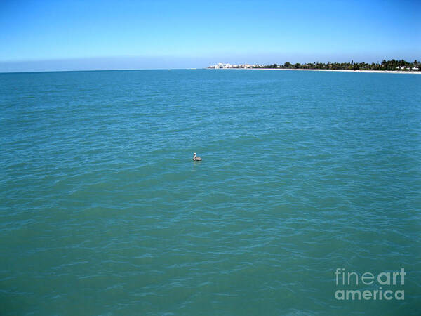 Photo Poster featuring the photograph Ocean View. Pelican by Oksana Semenchenko