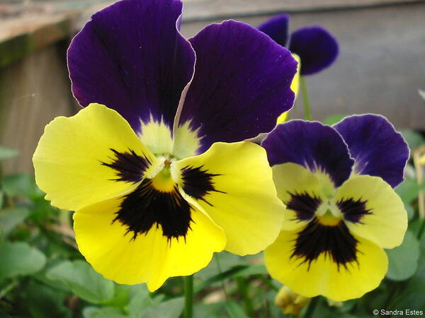 Pansy Poster featuring the photograph Old-fashioned Pansies by Sandra Estes