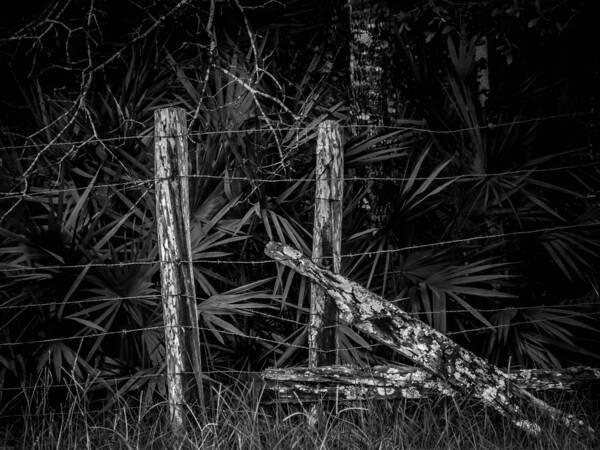 Cypress Poster featuring the photograph Old Fence by Christopher Perez