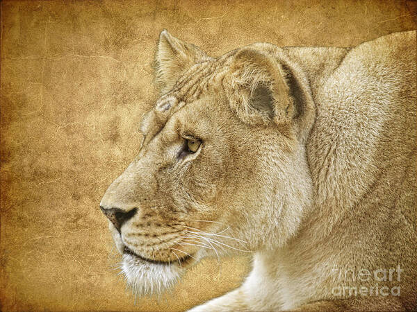 Lion Poster featuring the photograph On Target by Steve McKinzie