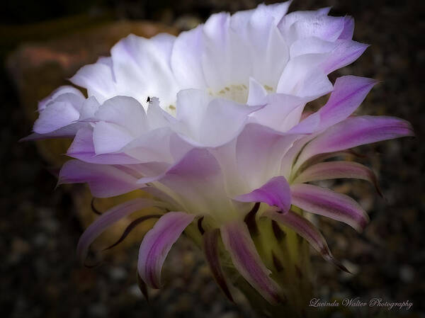 Cactus Poster featuring the photograph On the Edge by Lucinda Walter