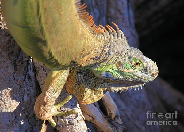 Iguana Poster featuring the photograph On The Hunt by Adam Jewell