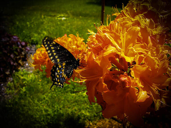 Azalea Poster featuring the photograph Orange Azalea by Sherman Perry