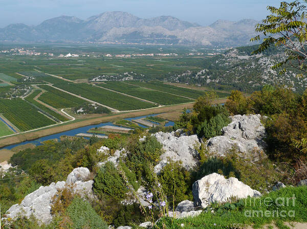 Oranges Poster featuring the photograph Orange Groves near Pizinovac - Croatia by Phil Banks