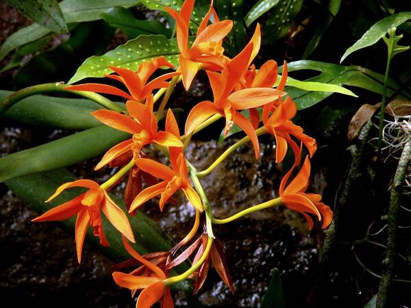 Fine Art Poster featuring the photograph Orange Tendrils by Rodney Lee Williams