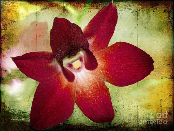 Orchid Poster featuring the photograph Orchid 2 by Ellen Cotton