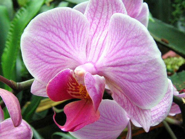 Orchid Poster featuring the photograph Orchid 7 by Helene U Taylor