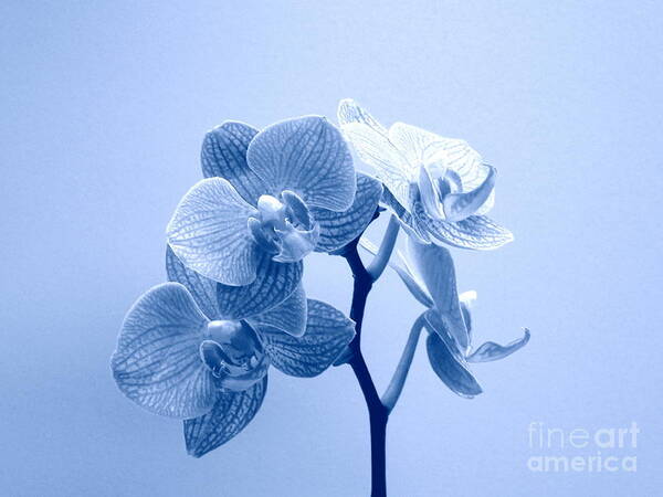Orchid Poster featuring the photograph Orchid in Blue by Renee Trenholm