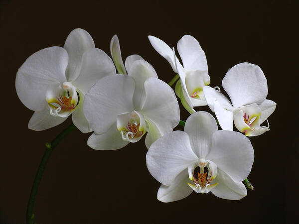 Luminous Poster featuring the photograph Orchids by Juergen Roth