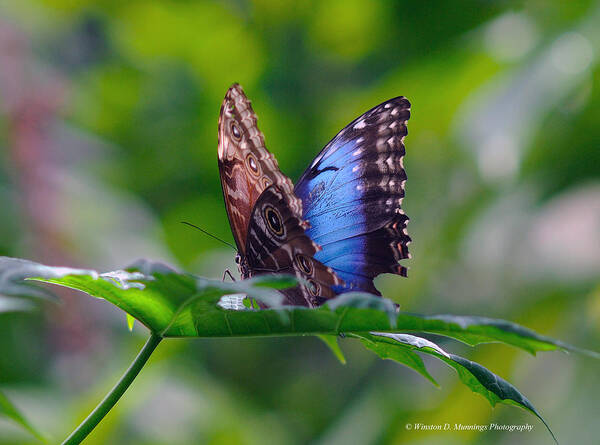 Butterfly Poster featuring the photograph Owl Butterfly With Wings Spread by Winston D Munnings