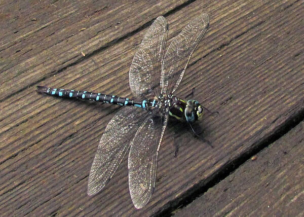 Insect Poster featuring the photograph Pacific Forktail by I'ina Van Lawick