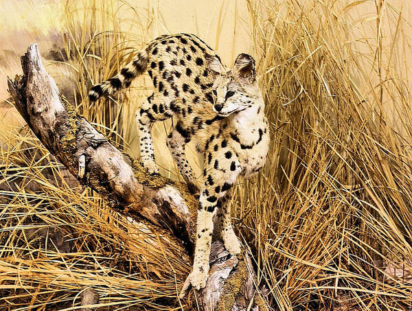 Cheetah Poster featuring the photograph Painted Cheetah by Kristin Elmquist