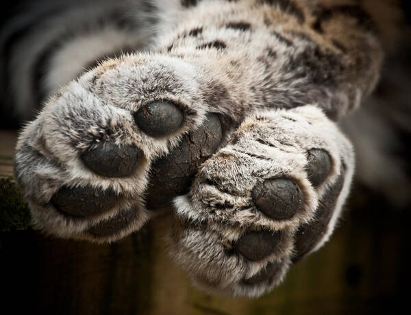 Marwell Poster featuring the photograph Pair of Paws by Chris Boulton
