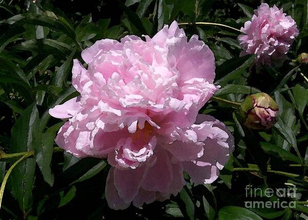 Pale Poster featuring the photograph Pale Pink Peony Watercolor Effect by Laurie Eve Loftin