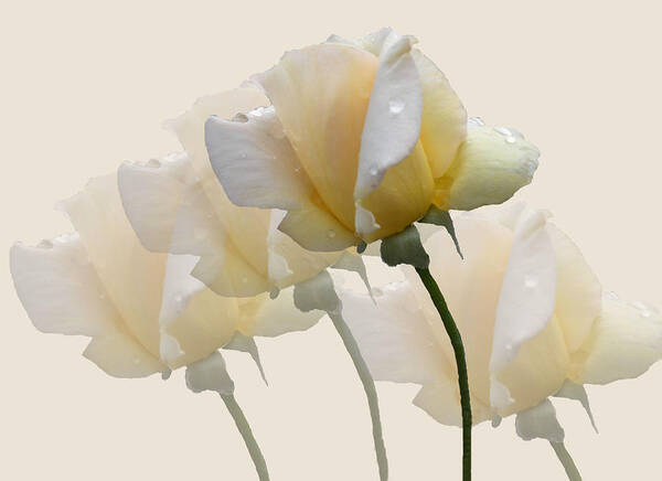 Rose Poster featuring the photograph Pale Yellow by Rosalie Scanlon