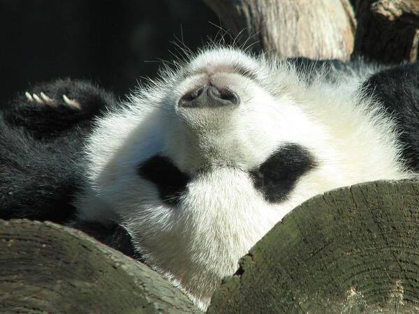 Baby Panda Bear Poster featuring the photograph Panda Playing Possum by Cleaster Cotton