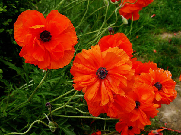 Poppies Poster featuring the photograph Paper poppies by Richard Reeve