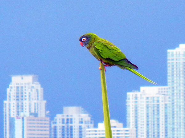 Parrot Bird Exotic South Beach Miami Florida Islands Tropics Ocean Sunny Island Nature Animals Poster featuring the photograph Parrot by Culture Cruxxx