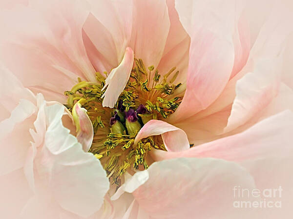 Photography Poster featuring the photograph Pastel Pink Peony by Kaye Menner