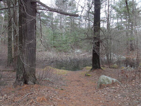 Lynn Poster featuring the photograph Path to the Pond by Catherine Gagne