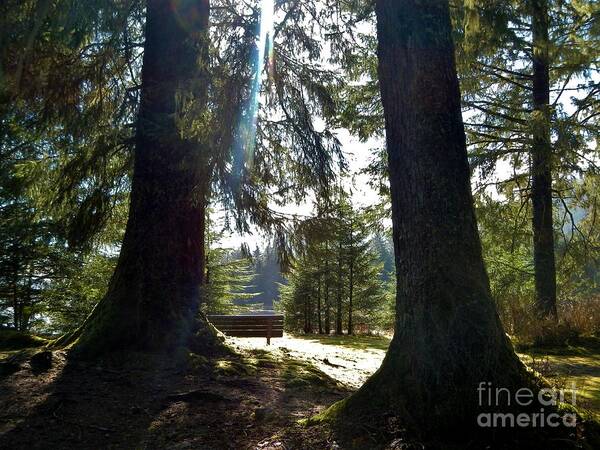 Forest Poster featuring the photograph Peaceful Setting by Laura Wong-Rose