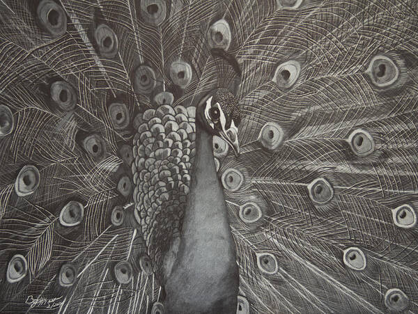 Peacock Poster featuring the drawing Peacock by Byron Moss