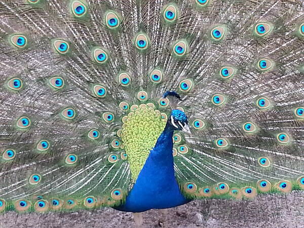 Peacock Poster featuring the photograph Peacock by Caryl J Bohn
